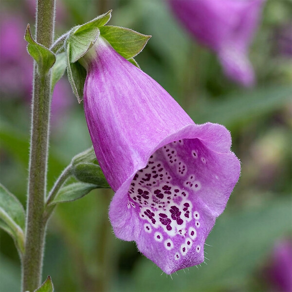 BLOOMIQUE - Lot de 6 - Digitalis Purpurea ‘Gloxiniiflora’ - Digitale - H. 10-20 cm - P. 9 cm - large