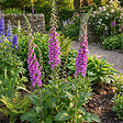BLOOMIQUE - Lot de 6 - Digitalis Purpurea ‘Gloxiniiflora’ - Digitale - H. 10-20 cm - P. 9 cm - vignette
