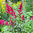 BLOOMIQUE - Lot de 6 - Astilbe Fanal - Fausse spirée - Plante de Jardin - H. 10-20 cm - P. 9 cm - vignette