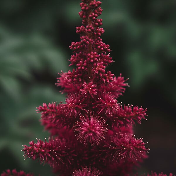 BLOOMIQUE - Lot de 6 - Astilbe Fanal - Fausse spirée - Plante de Jardin - H. 10-20 cm - P. 9 cm - large