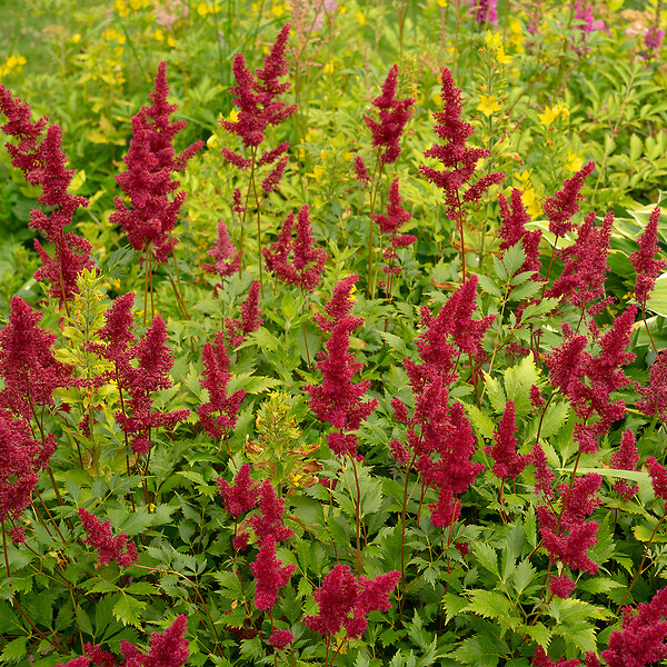 BLOOMIQUE - Lot de 6 - Astilbe Fanal - Fausse spirée - Plante de Jardin - H. 10-20 cm - P. 9 cm - large