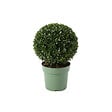 BLOOMIQUE - Ilex Crenata Jenny - Houx japonais - Feuillage Persistant - Rustique - Plante balcon - P. 17 cm - vignette