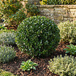 BLOOMIQUE - Ilex Crenata Jenny - Houx japonais - Feuillage Persistant - Rustique - Plante balcon - P. 17 cm - vignette