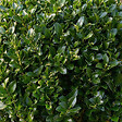BLOOMIQUE - Ilex Crenata Jenny - Houx japonais - Feuillage Persistant - Rustique - Plante balcon - P. 17 cm - vignette