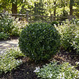BLOOMIQUE - Ilex Crenata Jenny - Houx japonais - Feuillage Persistant - Rustique - Plante balcon - P. 17 cm - vignette