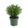 BLOOMIQUE - Ilex Crenata Jenny - Houx japonais - Plante rustique - Plante balcon - Hauteur 10-20 cm - Pot 10 cm - vignette