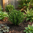 BLOOMIQUE - Ilex Crenata Jenny - Houx japonais - Plante rustique - Plante balcon - Hauteur 10-20 cm - Pot 10 cm - vignette