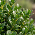 BLOOMIQUE - Ilex Crenata Jenny - Houx japonais - Plante rustique - Plante balcon - Hauteur 10-20 cm - Pot 10 cm - vignette