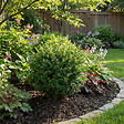 BLOOMIQUE - Ilex Crenata Jenny - Houx japonais - Plante rustique - Plante balcon - Hauteur 10-20 cm - Pot 10 cm - vignette