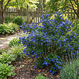 BLOOMIQUE - Ceanothus Delilianus Henri Défossé - Lilas d'Amérique - Plante de Jardin - H. 60-80 cm - P. 23 cm - vignette