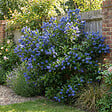 BLOOMIQUE - Ceanothus Delilianus Henri Défossé - Lilas d'Amérique - Plante de Jardin - H. 60-80 cm - P. 23 cm - vignette