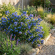 BLOOMIQUE - Ceanothus Delilianus Henri Défossé - Lilas d'Amérique - Plante de Jardin - H. 60-80 cm - P. 23 cm - vignette