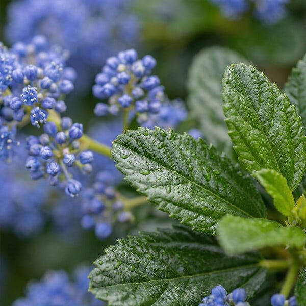 BLOOMIQUE - Ceanothus Delilianus Henri Défossé - Lilas d'Amérique - Plante de Jardin - H. 60-80 cm - P. 23 cm - large