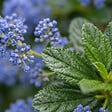 BLOOMIQUE - Ceanothus Delilianus Henri Défossé - Lilas d'Amérique - Plante de Jardin - H. 60-80 cm - P. 23 cm - vignette