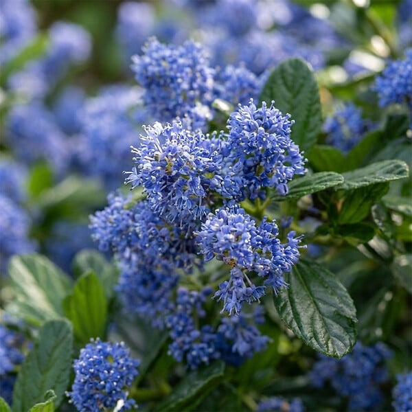 BLOOMIQUE - Ceanothus Delilianus Henri Défossé - Lilas d'Amérique - Plante de Jardin - H. 60-80 cm - P. 23 cm - large