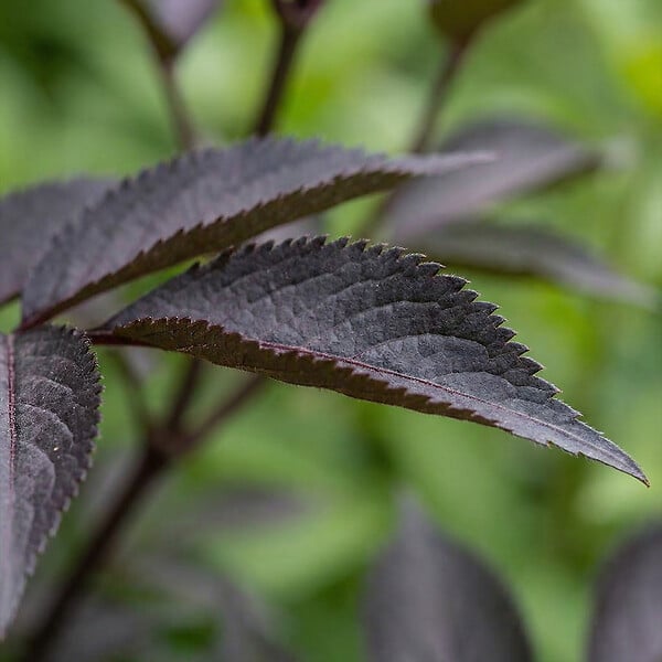BLOOMIQUE - Sambucus Nigra Black Lace - Sureau noir - Plante de Jardin - Rustique - Hauteur 30-40 cm - Pot 19 cm - large