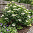 BLOOMIQUE - Lot de 2 - Sureau noir 'Howunder York' - Plantes jardin - Rustiques - Hauteur 30-40 cm - Pot 19 cm - vignette