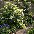 BLOOMIQUE - Lot de 2 - Sureau noir 'Howunder York' - Plantes jardin - Rustiques - Hauteur 30-40 cm - Pot 19 cm - vignette