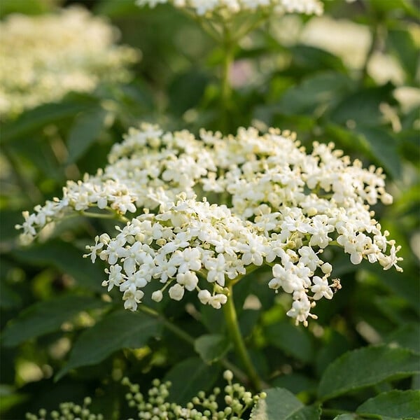 BLOOMIQUE - Lot de 2 - Sureau noir 'Howunder York' - Plantes jardin - Rustiques - Hauteur 30-40 cm - Pot 19 cm - large