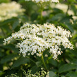 BLOOMIQUE - Lot de 2 - Sureau noir 'Howunder York' - Plantes jardin - Rustiques - Hauteur 30-40 cm - Pot 19 cm - vignette