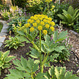 BLOOMIQUE - Lot de 6 - Levisticum officinale - Livèche - Rustique - Vivace - H. 10-20 cm - P. 9 cm - vignette