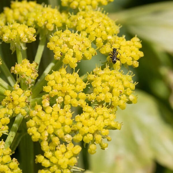 BLOOMIQUE - Lot de 6 - Levisticum officinale - Livèche - Rustique - Vivace - H. 10-20 cm - P. 9 cm - large
