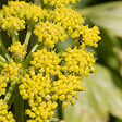 BLOOMIQUE - Lot de 6 - Levisticum officinale - Livèche - Rustique - Vivace - H. 10-20 cm - P. 9 cm - vignette