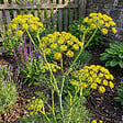 BLOOMIQUE - Lot de 6 - Levisticum officinale - Livèche - Rustique - Vivace - H. 10-20 cm - P. 9 cm - vignette
