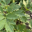BLOOMIQUE - Lot de 6 - Levisticum officinale - Livèche - Rustique - Vivace - H. 10-20 cm - P. 9 cm - vignette