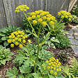 BLOOMIQUE - Lot de 6 - Levisticum officinale - Livèche - Rustique - Vivace - H. 10-20 cm - P. 9 cm - vignette