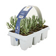 BLOOMIQUE - Lot de 1 - Lavandula angustifolia 'White' - Lavande blanche - Rustique - Parfumée - H. 10-20 cm - vignette