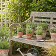 BLOOMIQUE - Lot de 1 - Lavandula angustifolia 'White' - Lavande blanche - Rustique - Parfumée - H. 10-20 cm - vignette