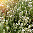 BLOOMIQUE - Lot de 1 - Lavandula angustifolia 'White' - Lavande blanche - Rustique - Parfumée - H. 10-20 cm - vignette
