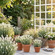 BLOOMIQUE - Lot de 1 - Lavandula angustifolia 'White' - Lavande blanche - Rustique - Parfumée - H. 10-20 cm - vignette