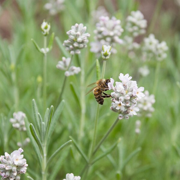 BLOOMIQUE - Lot de 1 - Lavandula angustifolia 'White' - Lavande blanche - Rustique - Parfumée - H. 10-20 cm - large