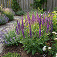 BLOOMIQUE - Lot de 6 - Salvia Ostfriesland - Sauge - Rustique - Vivace - Mellifère - Hauteur 10-20 cm - Pot 9 cm - vignette