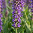 BLOOMIQUE - Lot de 6 - Salvia Ostfriesland - Sauge - Rustique - Vivace - Mellifère - Hauteur 10-20 cm - Pot 9 cm - vignette