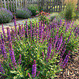 BLOOMIQUE - Lot de 6 - Salvia Ostfriesland - Sauge - Rustique - Vivace - Mellifère - Hauteur 10-20 cm - Pot 9 cm - vignette