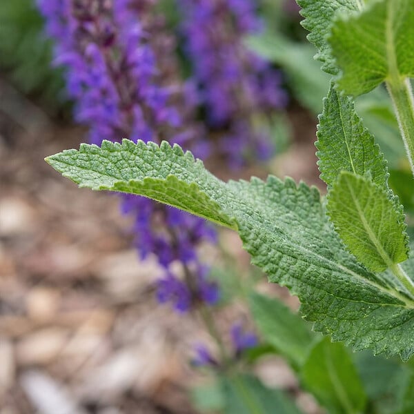 BLOOMIQUE - Lot de 6 - Salvia Ostfriesland - Sauge - Rustique - Vivace - Mellifère - Hauteur 10-20 cm - Pot 9 cm - large