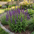 BLOOMIQUE - Lot de 6 - Salvia Ostfriesland - Sauge - Rustique - Vivace - Mellifère - Hauteur 10-20 cm - Pot 9 cm - vignette