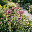 BLOOMIQUE - Lot de 3 - Eupatoire pourpre (Eupatorium purpureum) - Herbe de la reine - H. 10-20 cm - P. 9 cm - vignette