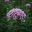 BLOOMIQUE - Lot de 3 - Eupatoire pourpre (Eupatorium purpureum) - Herbe de la reine - H. 10-20 cm - P. 9 cm - vignette