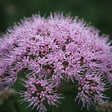 BLOOMIQUE - Lot de 3 - Eupatoire pourpre (Eupatorium purpureum) - Herbe de la reine - H. 10-20 cm - P. 9 cm - vignette