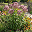 BLOOMIQUE - Lot de 3 - Eupatoire pourpre (Eupatorium purpureum) - Herbe de la reine - H. 10-20 cm - P. 9 cm - vignette