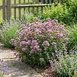 BLOOMIQUE - Lot de 6 - Origanum vulgare - Origan - Marjolaine sauvage - Plante rustique pour balcon - P. 9 cm - vignette