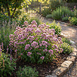 BLOOMIQUE - Lot de 6 - Origanum vulgare - Origan - Marjolaine sauvage - Plante rustique pour balcon - P. 9 cm - vignette