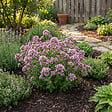 BLOOMIQUE - Lot de 6 - Origanum vulgare - Origan - Marjolaine sauvage - Plante rustique pour balcon - P. 9 cm - vignette