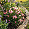 BLOOMIQUE - Lot de 2 - Rosier Lilly - Rosier arbustif - Plante de Jardin - Rustique - H. 30-50 cm - P. 17 cm - vignette