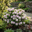BLOOMIQUE - Lot de 2 - Rhododendron Bloombux rose - Rhododendron nain - Plantes jardin - Rustique - P. 17 cm - vignette