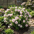 BLOOMIQUE - Lot de 2 - Rhododendron Bloombux rose - Rhododendron nain - Plantes jardin - Rustique - P. 17 cm - vignette